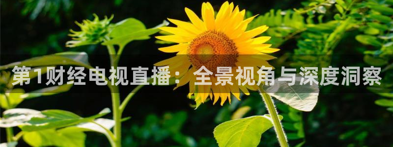 nba直播视频在线直播24直播网：第1财经电视直播：全景视角与深度洞察
